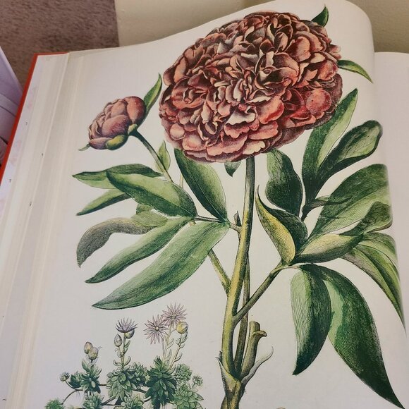 The Book of Plants: The Complete Plates (Taschen 25th Anniversary) Hardc… - Picture 9 of 15